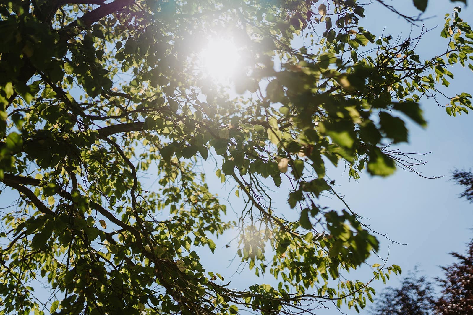 Sonnenlicht fällt durch die Bäume bei einer naturnahen Outdoor Hochzeit im Sommer