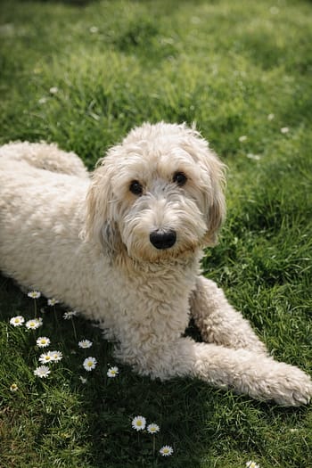 Lea, der Teamhund von Hey Happy Day – entspannter Begleiter im Alltag der Weddingplanner.