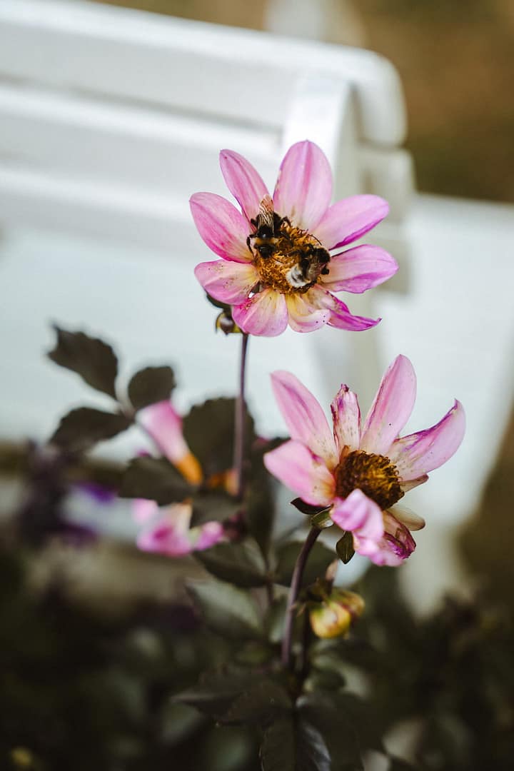 Detailaufnahme einer Blüte mit Biene – natürliche Hochzeitsatmosphäre und Liebe zum Detail