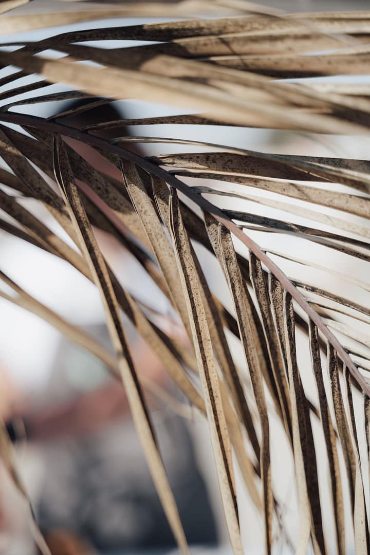Naturdetail einer Destination Wedding in Holland, stimmungsvolle Bildwelt rund um Hochzeit am Meer und Hochzeitsplanung