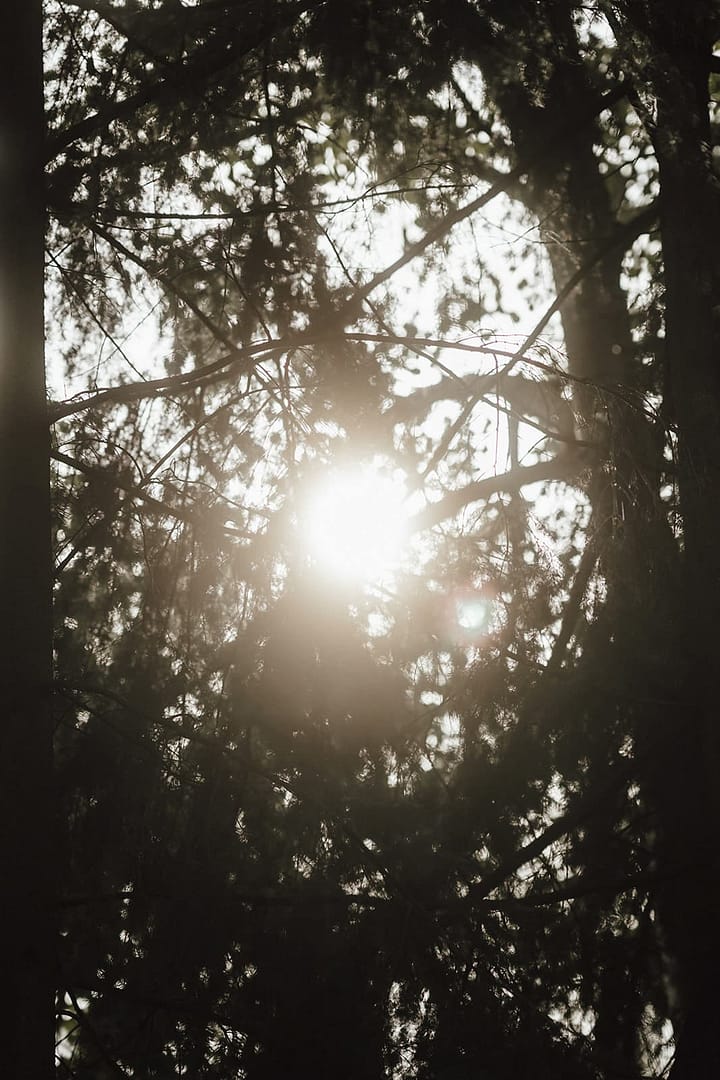 Sonnenlicht fällt durch Bäume und schafft eine natürliche Atmosphäre für eine Outdoor Hochzeit oder ein Wedding Weekend im Grünen