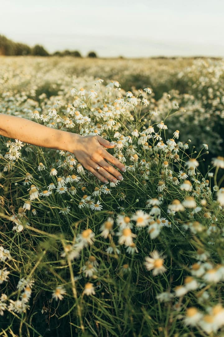 Hand streicht durch ein Kamillenfeld in der Golden Hour als natürliche Atmosphäre für ein Outdoor-Hochzeitsevent mit Weddingplanner