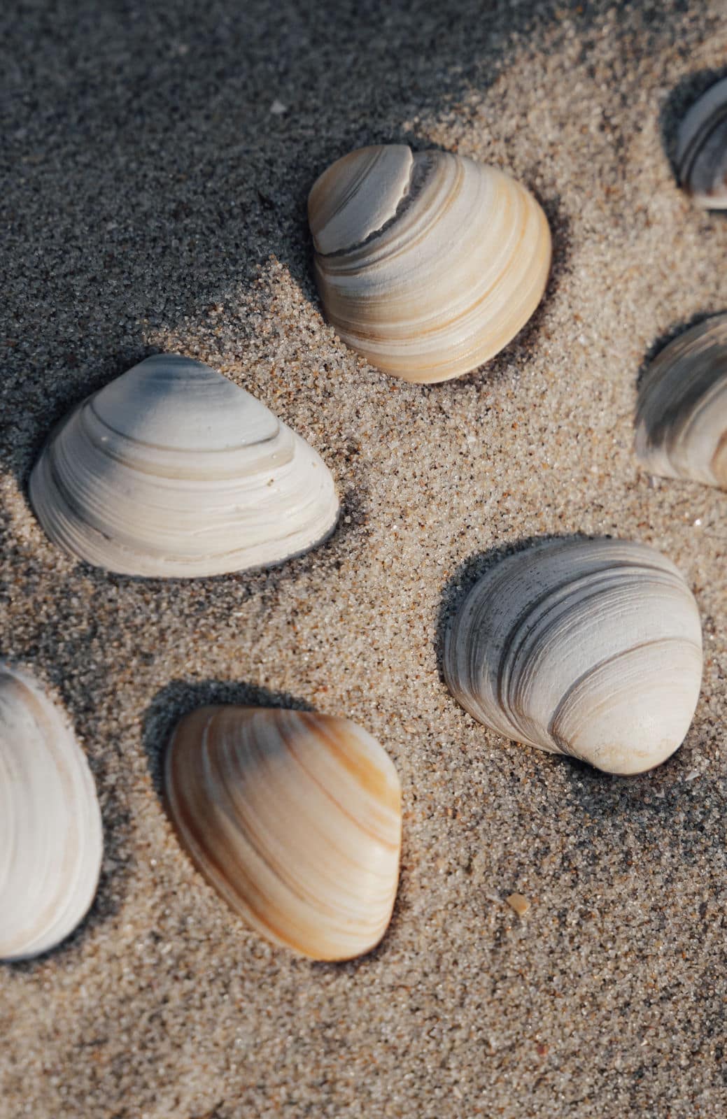 Muscheln im Sand als natĂĽrliches Detail einer Hochzeit in Holland am Strand
