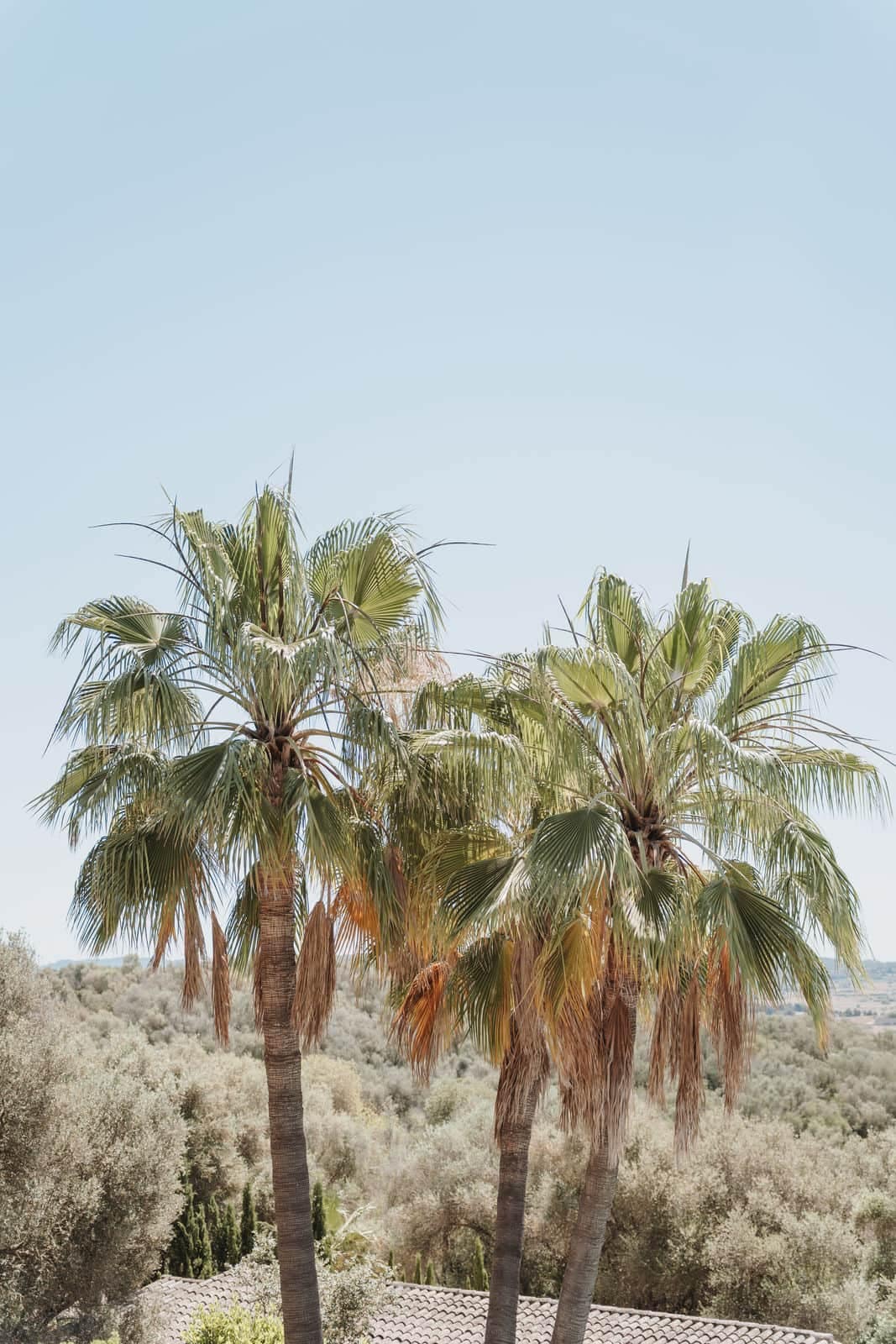 Palmen vor weiter Landschaft als natürliche Kulisse für eine Hochzeitsfeier im Freien